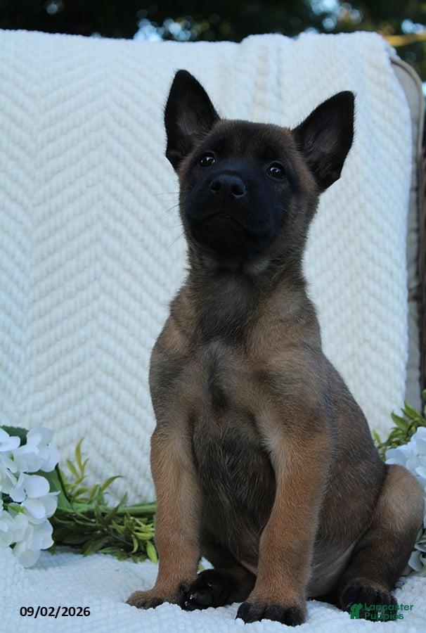 Belgian Malinois dogs Zeus - Ad 1