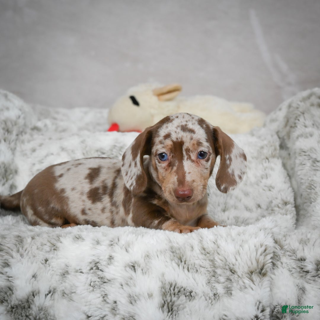 Miniature Dachshund dogs for sale: Hazel - Ad 13