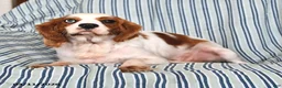 Cavalier King Charles Spaniel dogs for sale: Jane - Ad 6