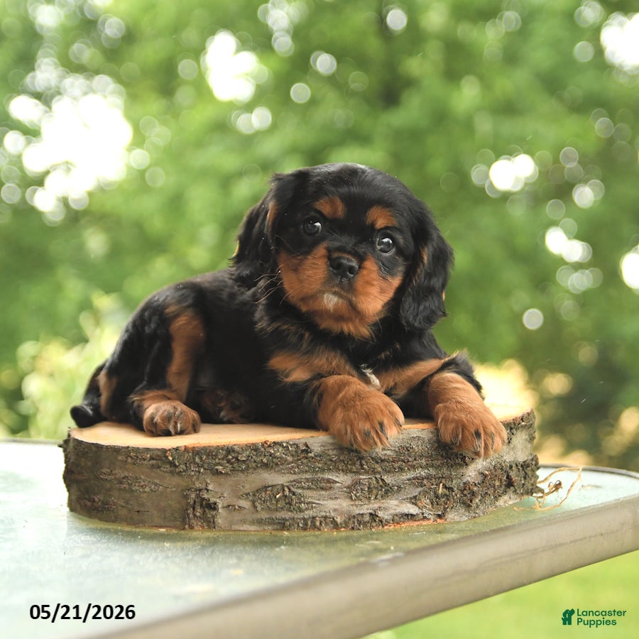 Cavalier King Charles Spaniel dogs BJ - Ad 2