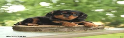 Cavalier King Charles Spaniel dogs for sale: BJ - Ad 2