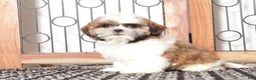 Shih Tzu dogs for sale: Fanny - Ad 4
