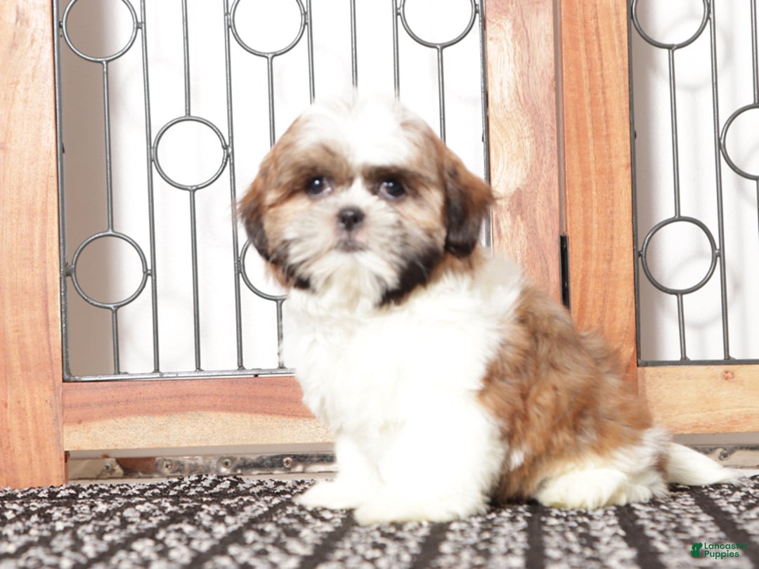 Shih Tzu dogs for sale: Fanny - Ad 4