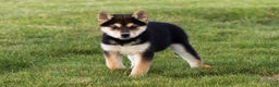 Shiba Inu dogs for sale: Lacy  - Ad 9