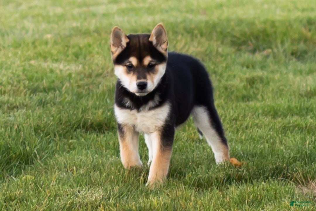 Shiba Inu dogs for sale: Lacy  - Ad 9