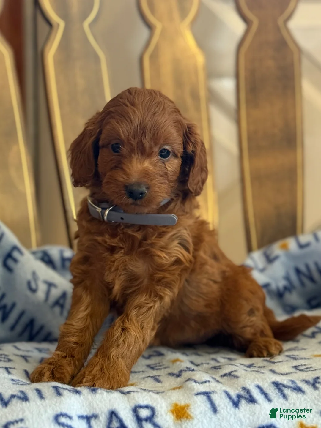 Cavapoo dogs for sale: Fiana - Ad 2