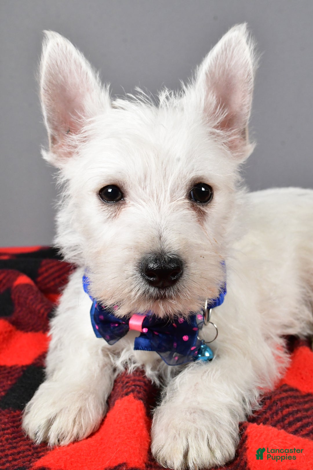 West Highland Terrier dogs for sale: Star - Ad 5