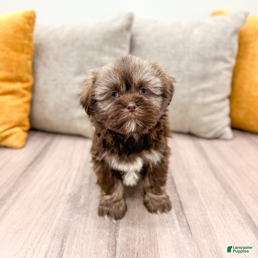 Shih Tzu dogs for sale: Ryder - Ad 2