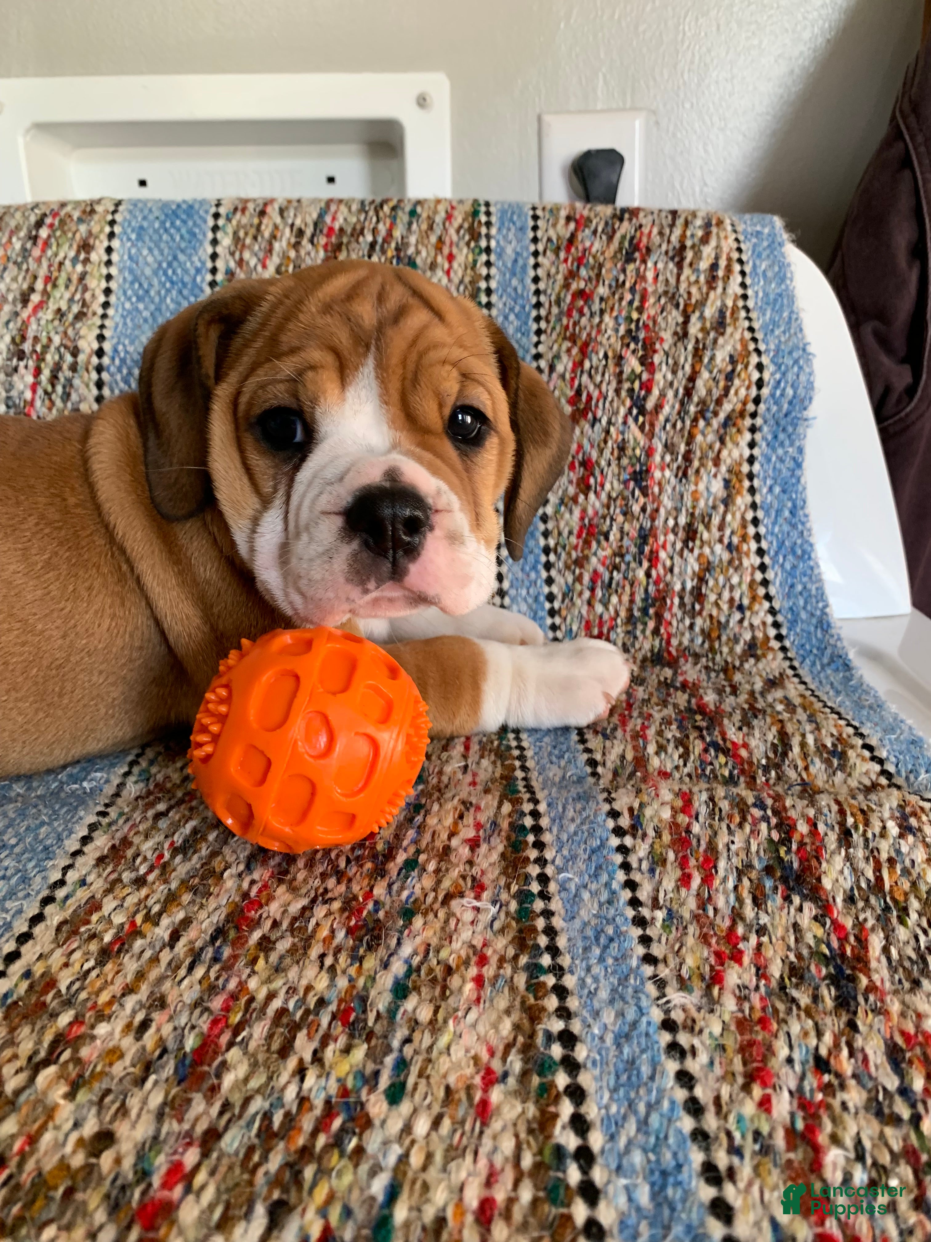 Beabull dogs Misty - Ad 38