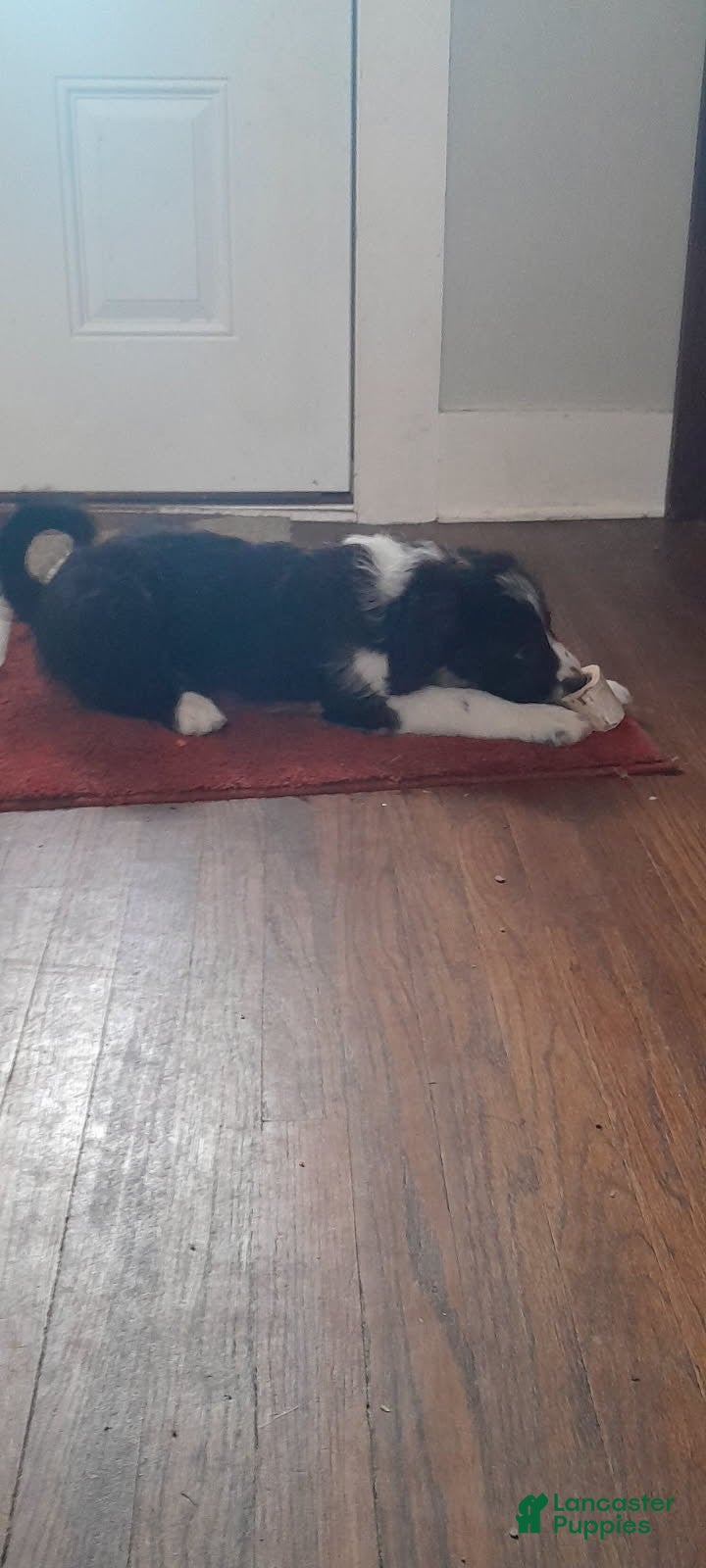 Bordoodle dogs Bordoodle Puppy 2 - Ad 2