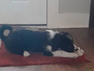 Bordoodle dogs Bordoodle Puppy 2 - Ad 2