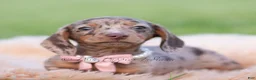 Miniature Dachshund dogs for sale: Cookie AKC - Ad 3