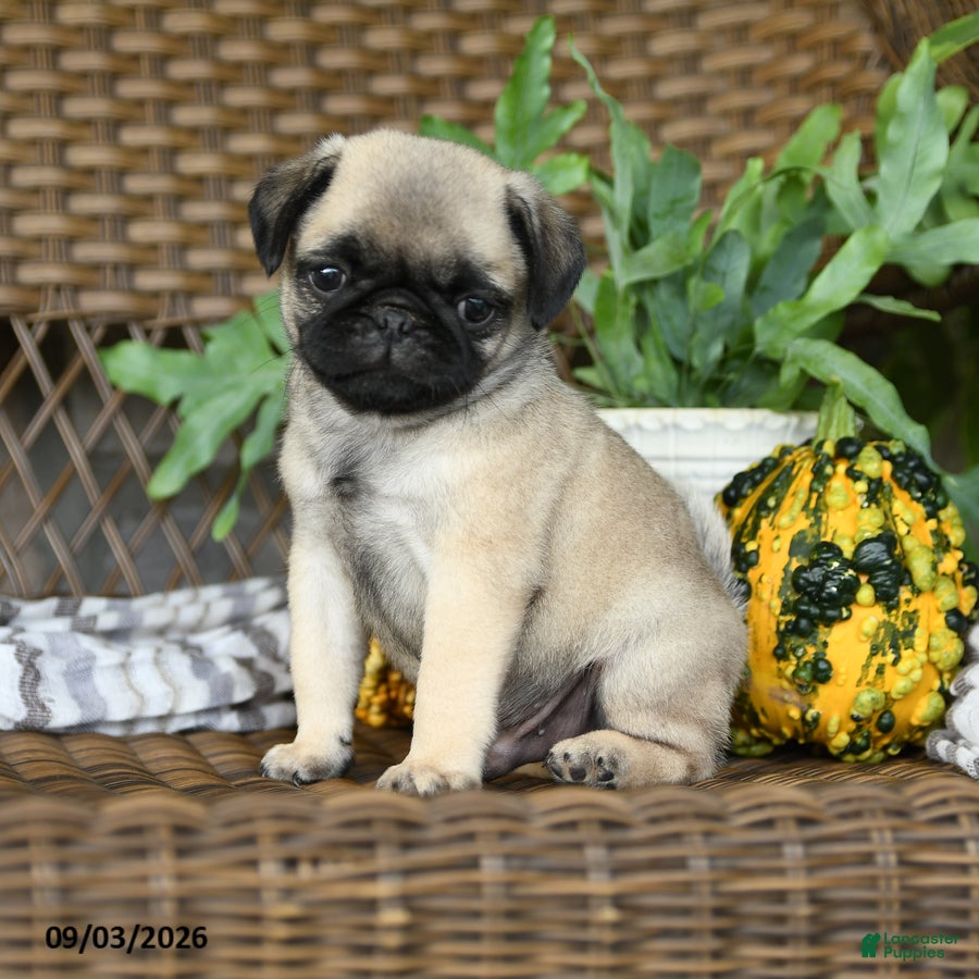 Pug dogs Waffles - Ad 1