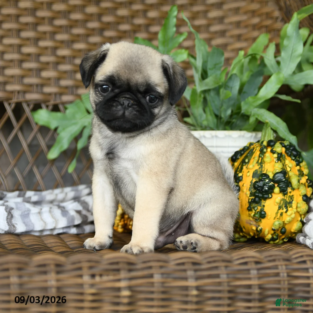 Pug dogs for sale: Waffles - Ad 1