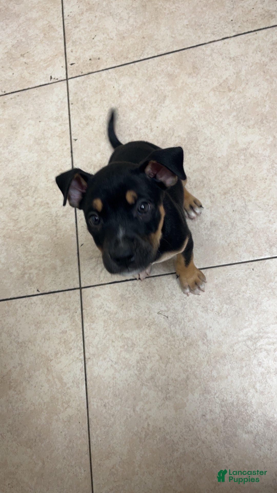 American Staffordshire Terrier dogs Ghost face - Ad 10