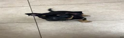 American Staffordshire Terrier dogs for sale: Ghost face - Ad 1