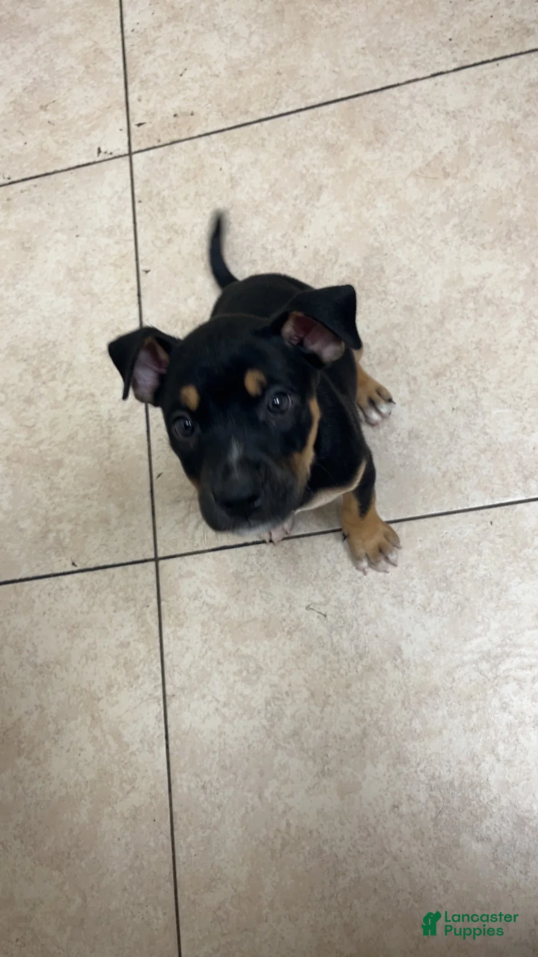 American Staffordshire Terrier dogs for sale: Ghost face - Ad 1