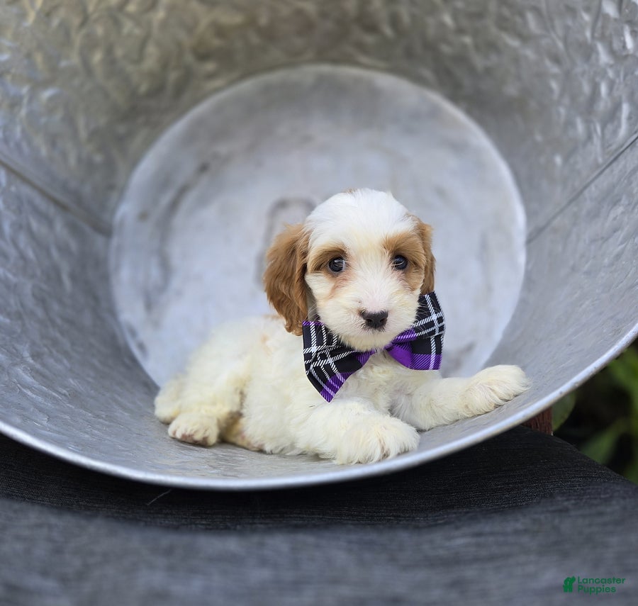 Cavapoo dogs Carla - Ad 2