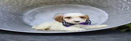 Cavapoo dogs for sale: Carla - Ad 2