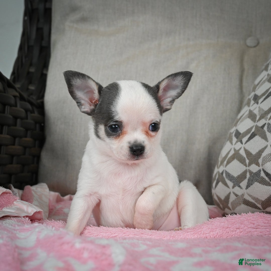 Chihuahua dogs for sale: Jake - Ad 11
