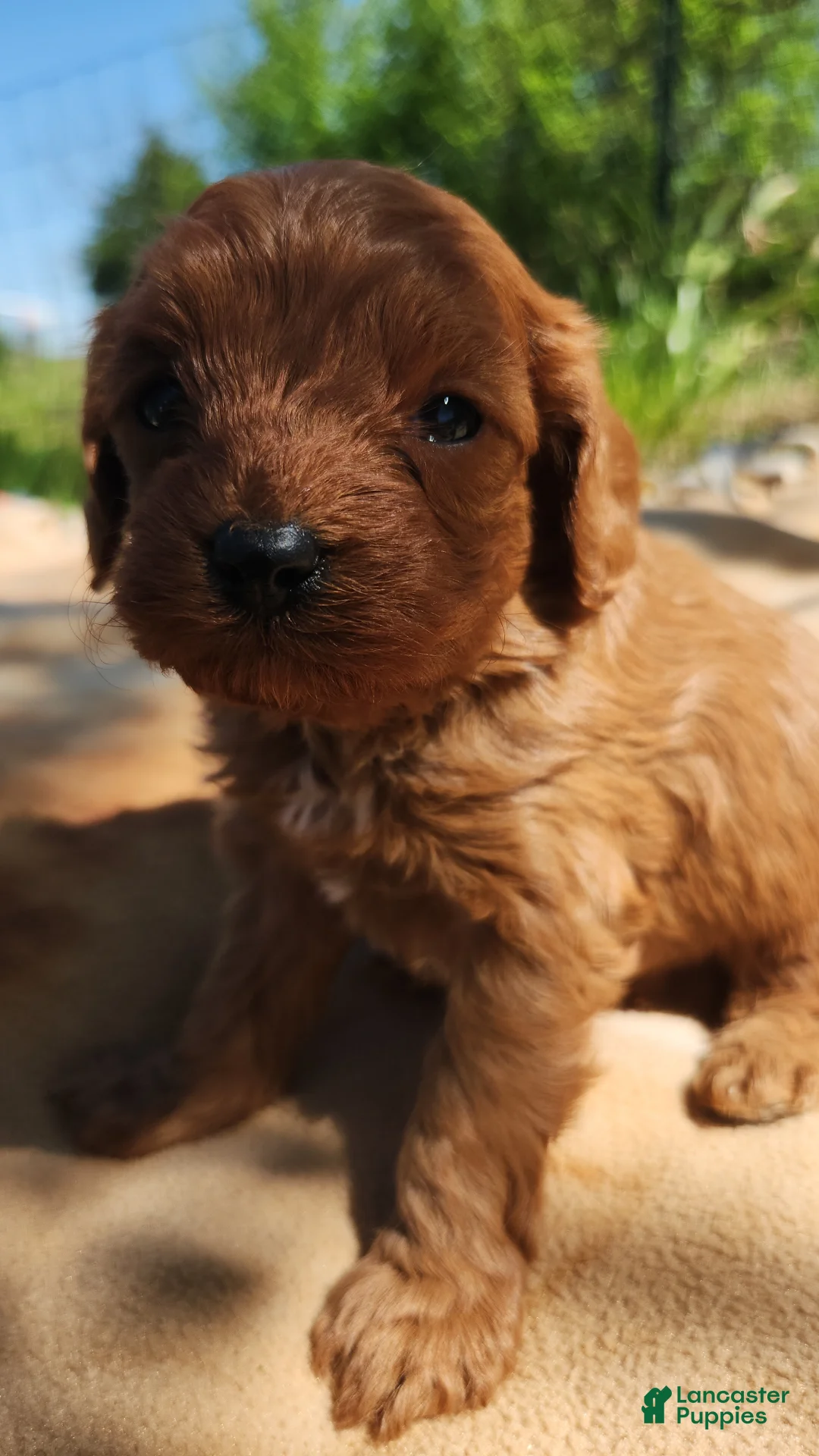 Cavapoo dogs for sale: Cavapoo Puppy 1 - Ad 2