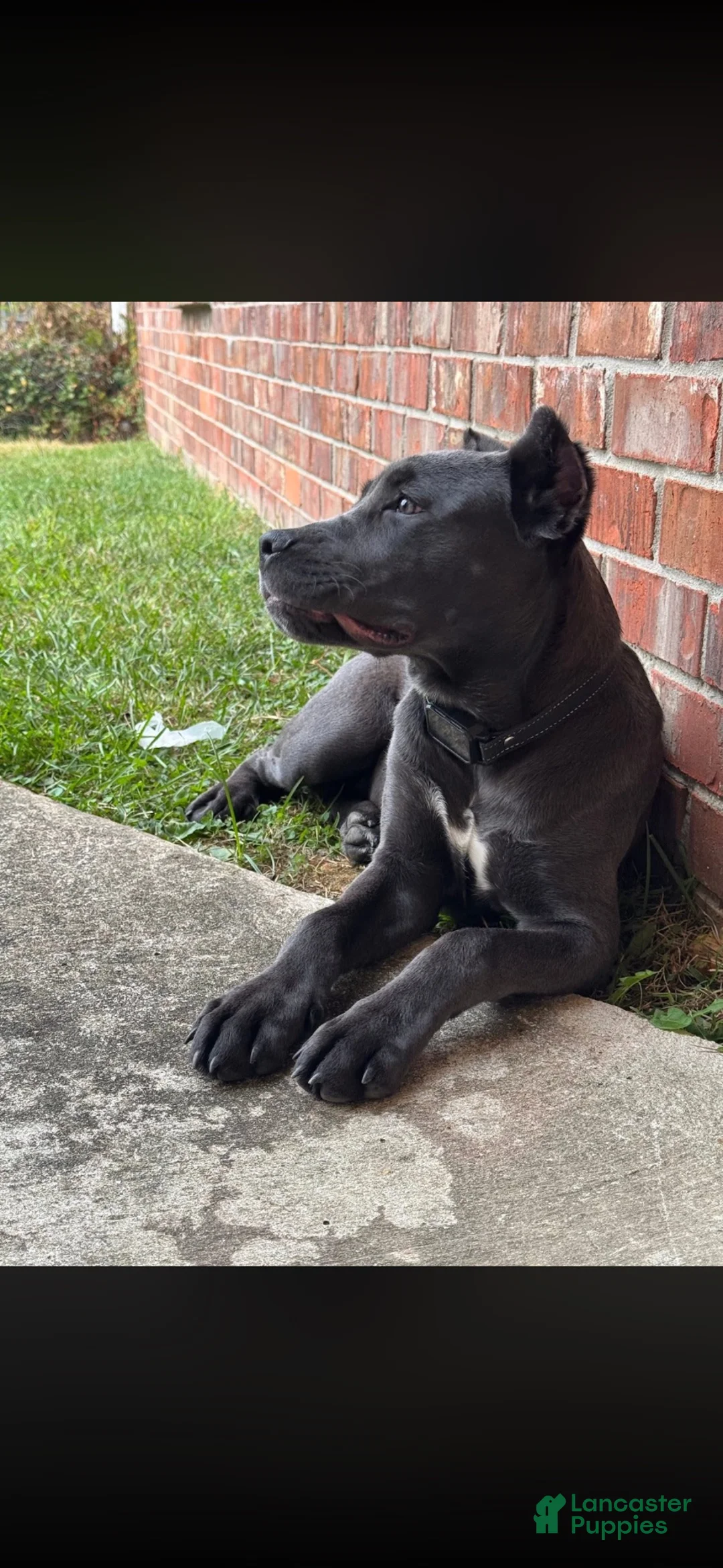 Cane Corso dogs for sale: Ares - Ad 2