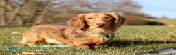 Miniature Dachshund dogs for sale: Violet - Ad 12