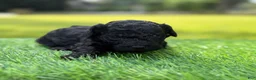 Cockapoo dogs for sale: Nora - Ad 9