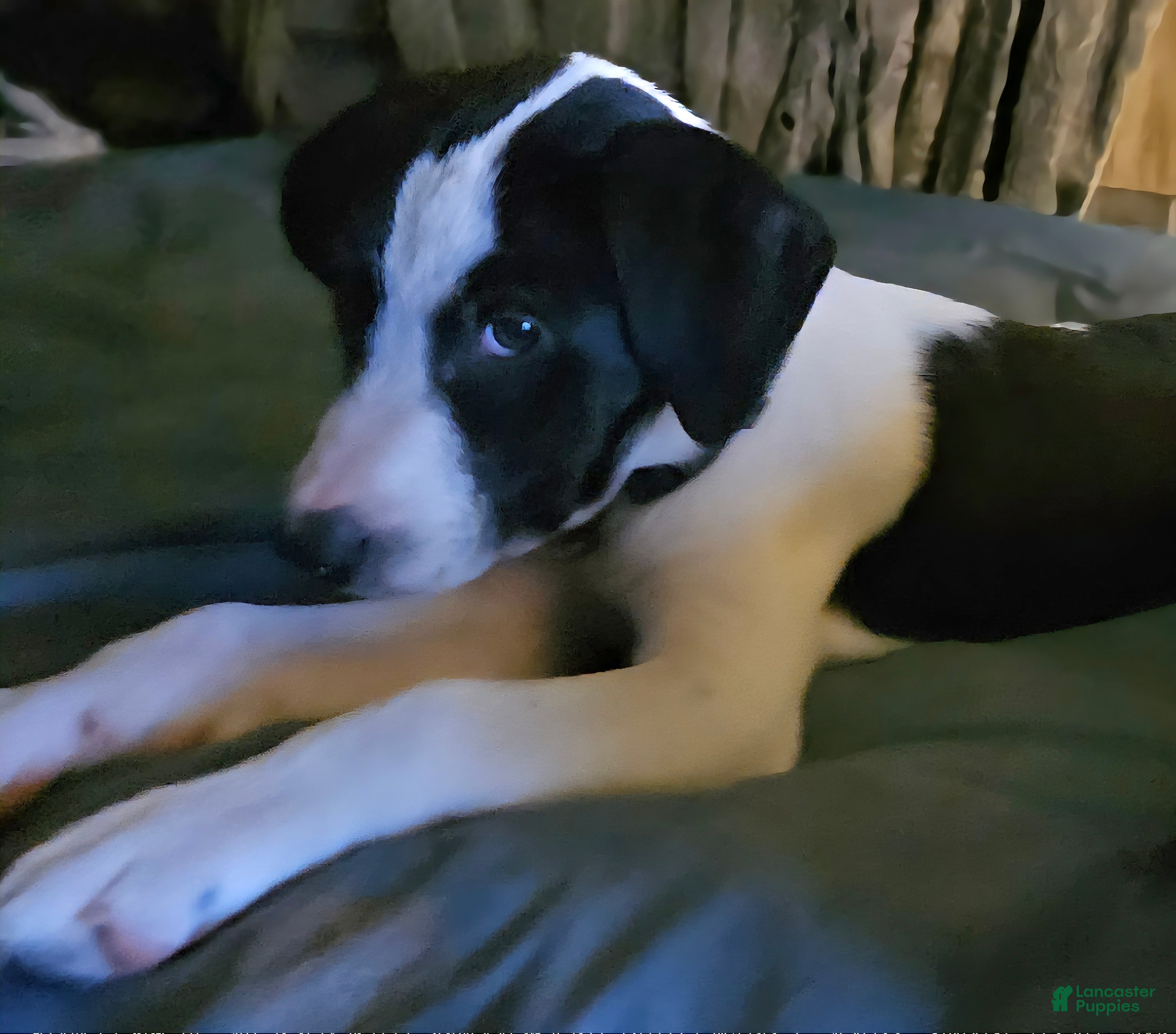 Border Collie dogs Dolly - Ad 31