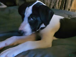 Border Collie dogs Dolly - Ad 31