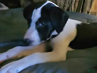 Border Collie dogs Dolly - Ad 12