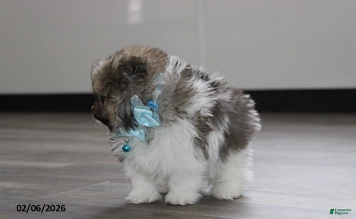 Pomeranian dogs Teddy - Ad 2