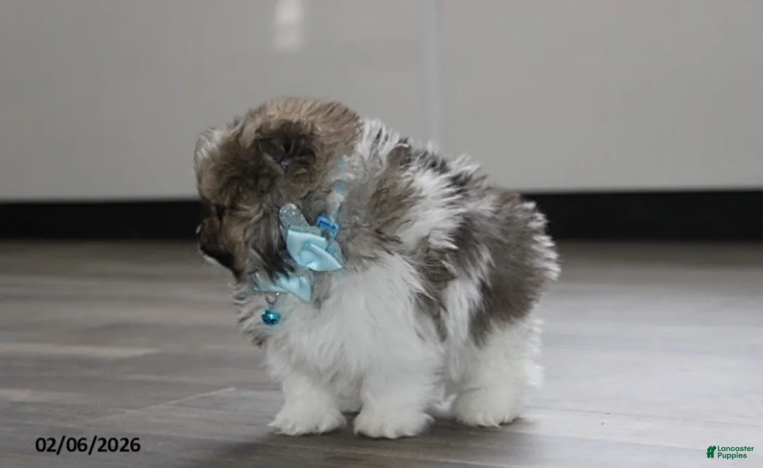 Pomeranian dogs for sale: Teddy - Ad 2