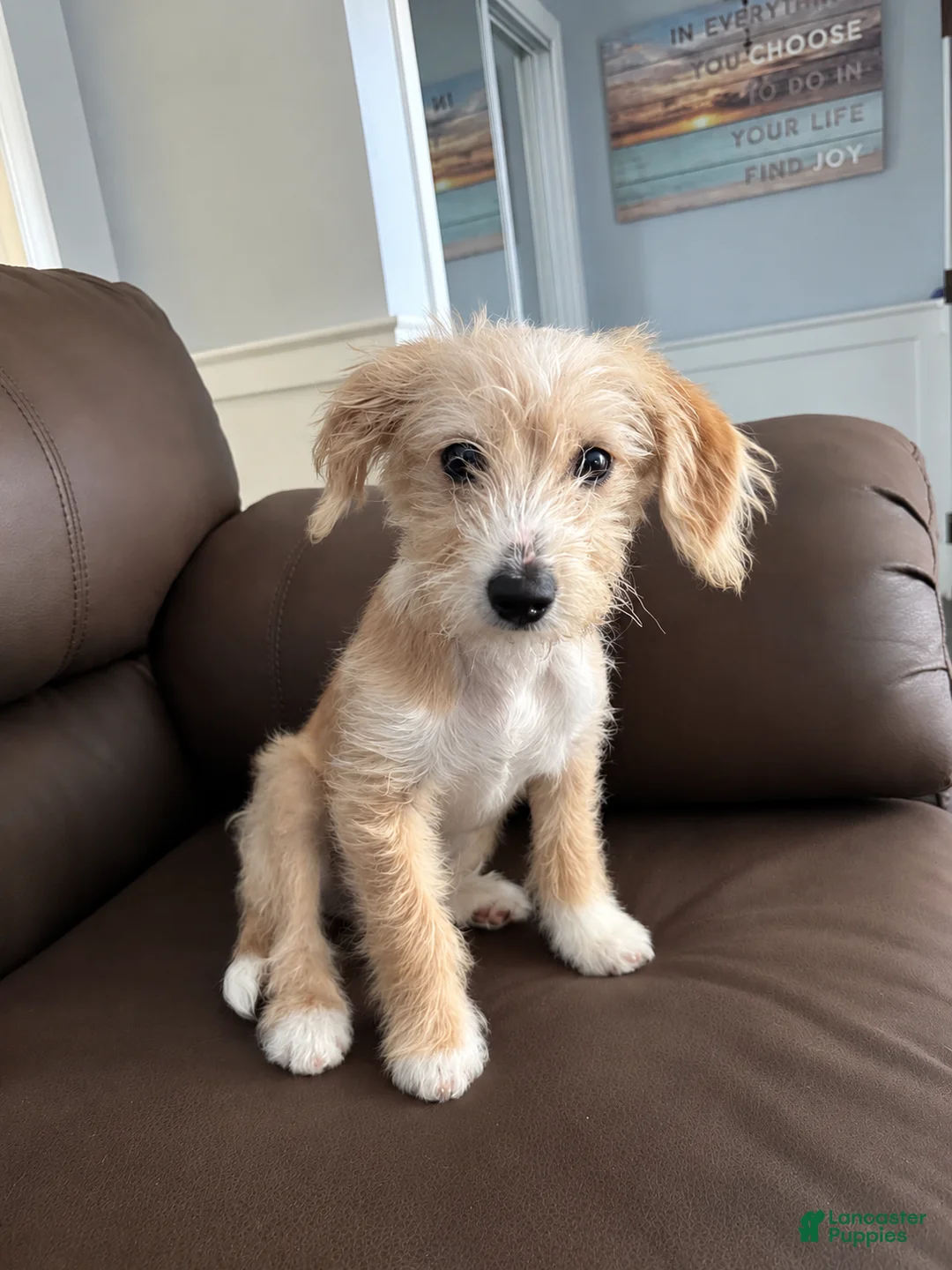 Mixed Breed dogs for sale: Mixed Breed Puppy 1 - Ad 2