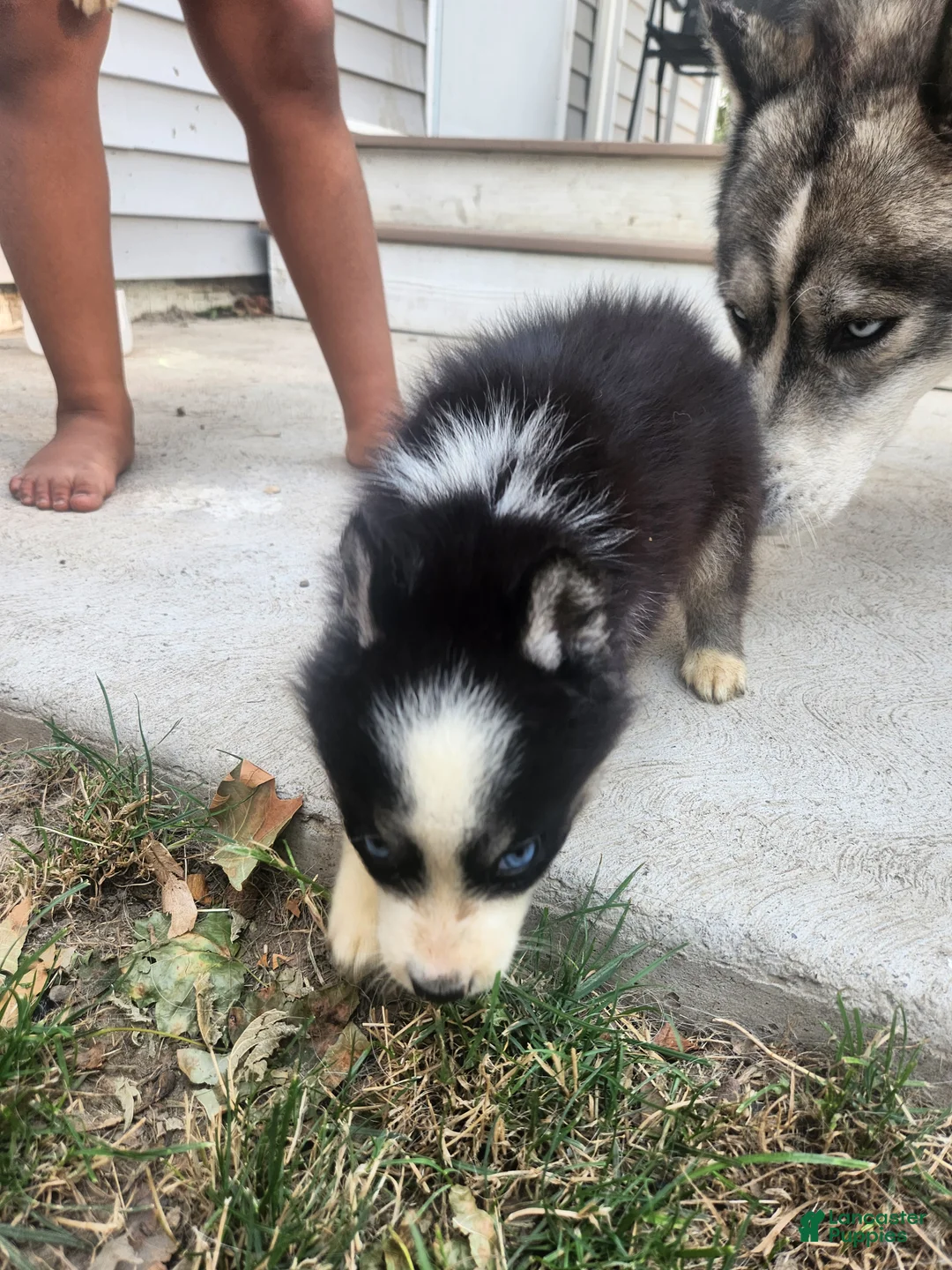 Siberian Husky dogs for sale: Siberian Husky 5 - Ad 4