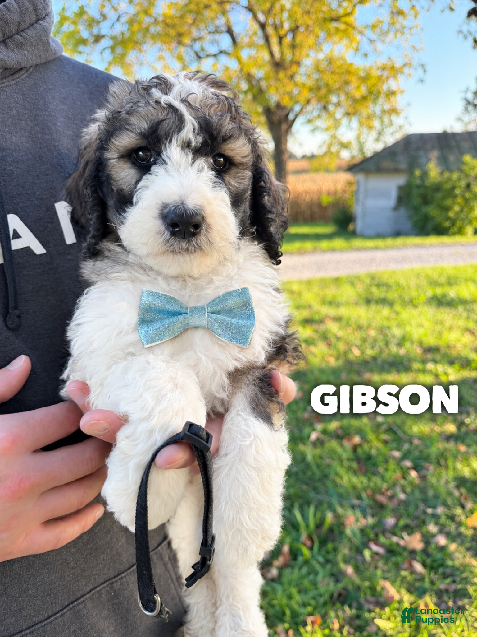 Saint Berdoodles dogs for sale: Gibson - standard f1b - Ad 9