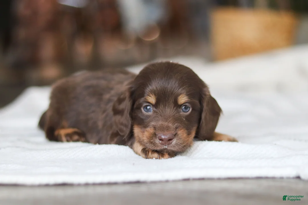 Miniature Dachshund dogs for sale: Glizzy - Ad 7