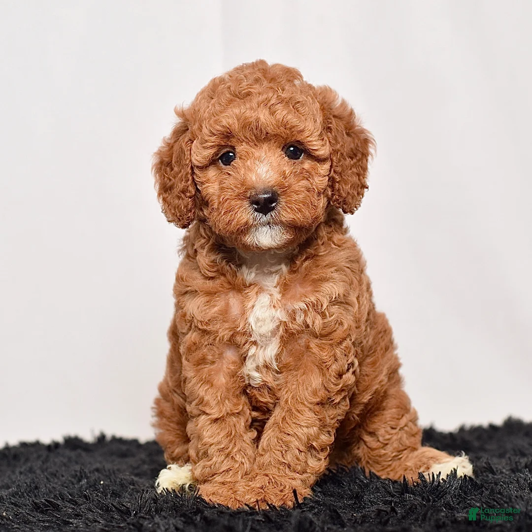 Mini Goldendoodle dogs for sale: Mr. Sarge - Ad 1