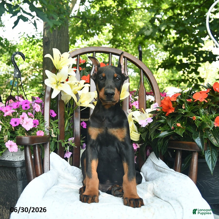 Doberman Pinscher dogs Remington - Ad 1