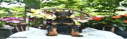 Doberman Pinscher dogs for sale: Remington - Ad 1