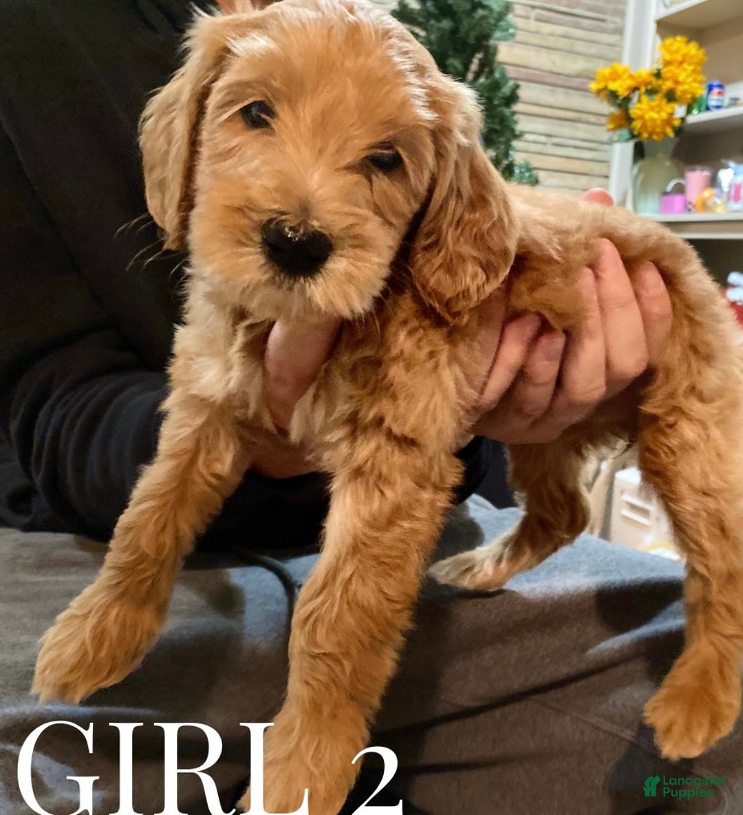 Mini Goldendoodle dogs for sale: Mini Goldendoodle Puppy 4 - Ad 2