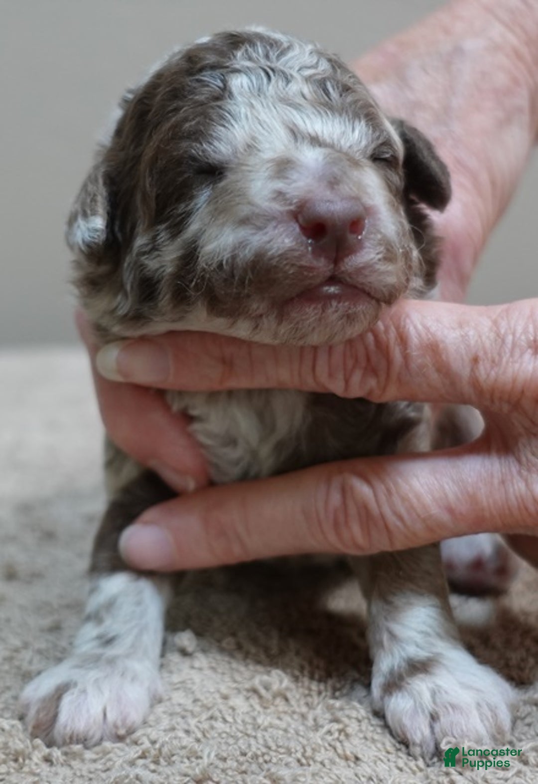 Toy Poodle dogs for sale: iven neutered 12/9/25 - Ad 13