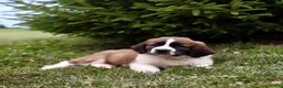 Saint Berdoodles dogs for sale: Bo - Ad 4