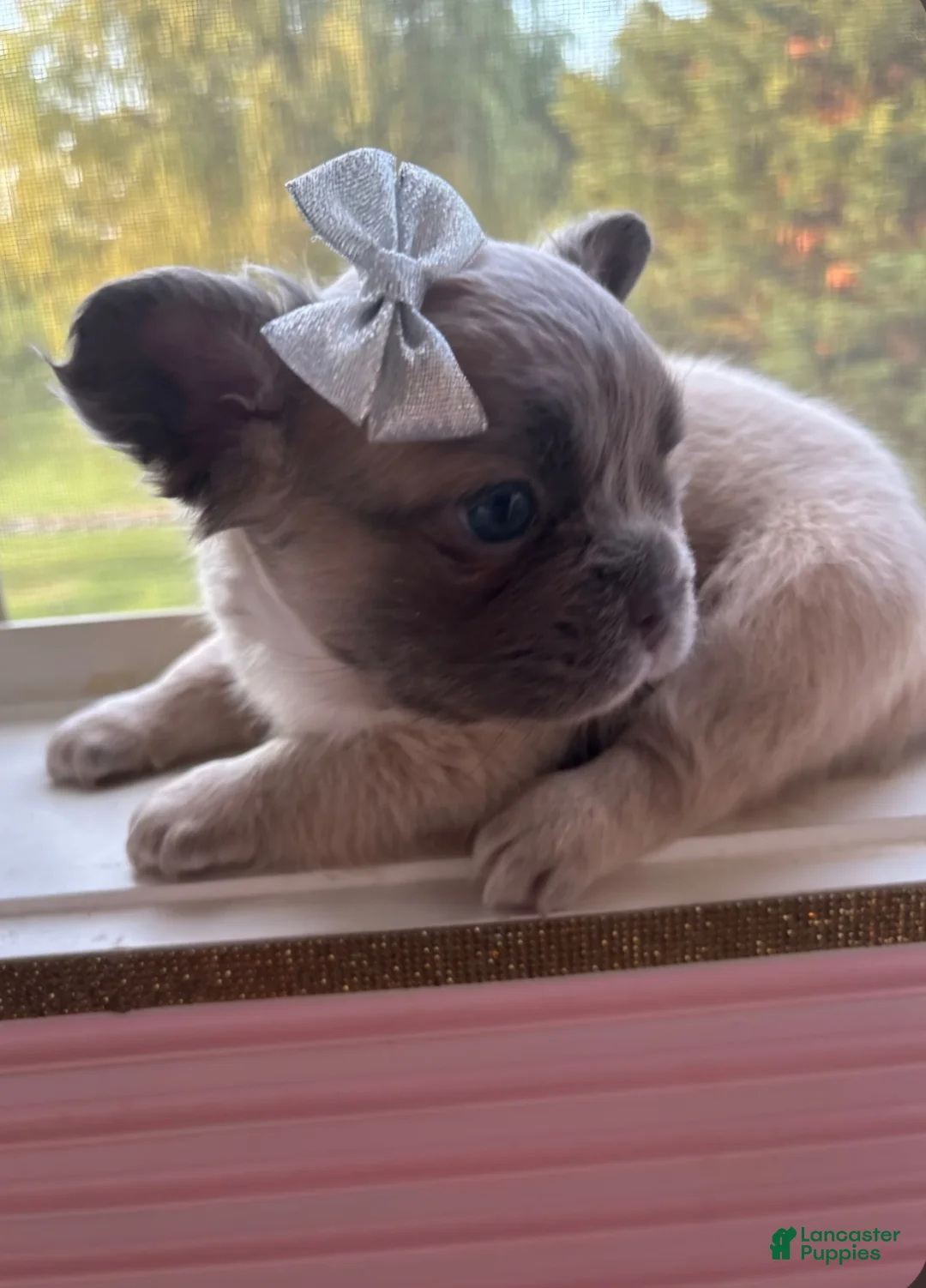 French Bulldog dogs for sale: Juicy - Ad 2