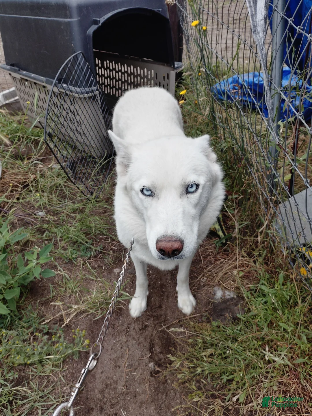 Alaskan Husky dogs for sale: Alaskan Husky 3 - Ad 2