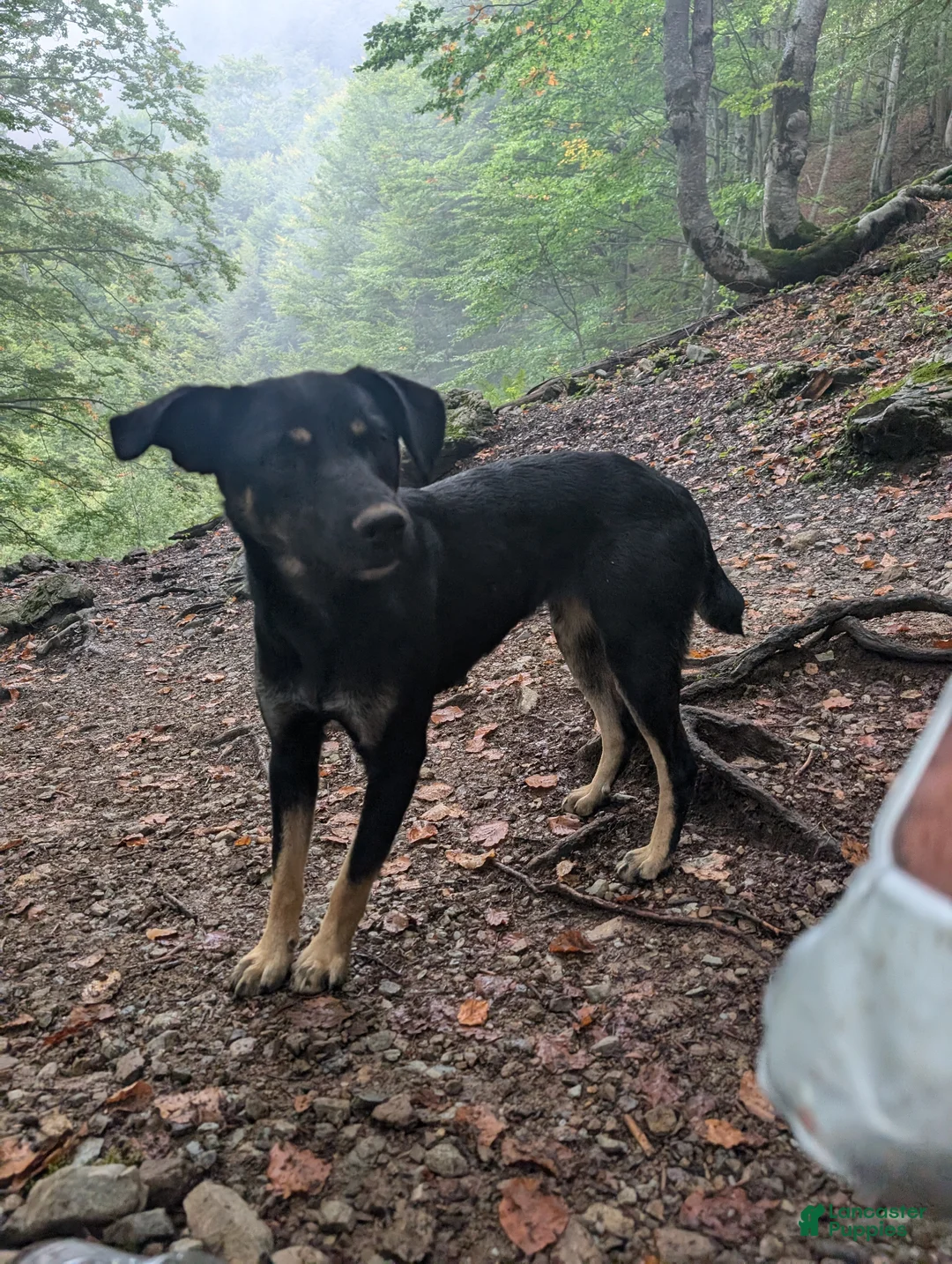 Mixed Breed dogs for sale: Octavian  - Ad 1