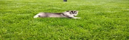 Siberian Husky dogs for sale: Avery  - Ad 6