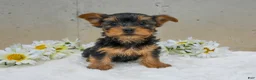 Yorkshire Terrier dogs for sale: Jenny - Ad 3