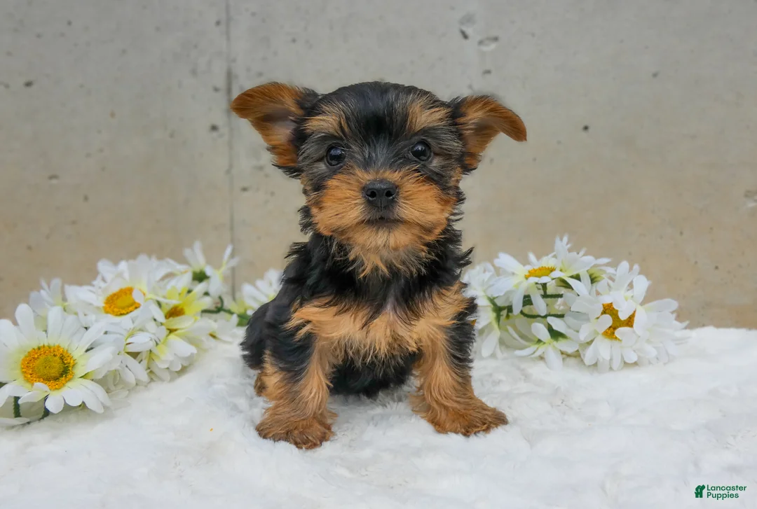Yorkshire Terrier dogs for sale: Jenny - Ad 3