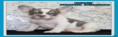 Brent Male AKC French Bulldog